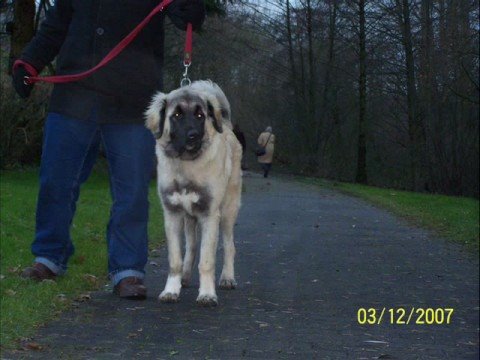 kangal vs pitbull