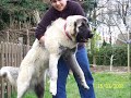 Kangal Vs Pitbull !!! TURKISH KANGAL DOG The Strongest The Biggest of the World