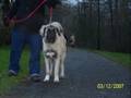 Kangal vs Pitbull Fight