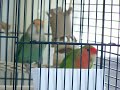 Lovebird jail bird