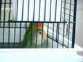 Lovebird Jail Bird