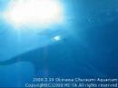 ??????Okinawa Churaumi Aquarium 1st (Whale Shark, Manta ray)