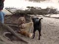 Bailey at Fort Funston