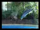 [Ergasia Multimedia]: Dolphins
