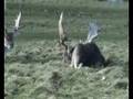 Mooseboy Clip 01