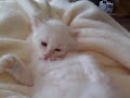 Kuschelbirmchen