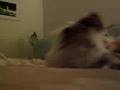 Japanese Chin video