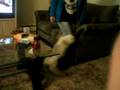videos de sico cat