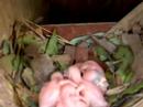 Purple Martin Hatchlings 1 Purple Martin Hatchlings 1