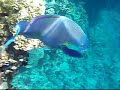 Snorkling in Sharm Snorkling in Sharm