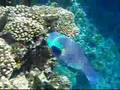 Snorkling in Sharm