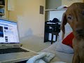 Vizsla Pup Loves Watching YouTube Vizsla Pup Loves Watching YouTube