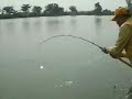 50 kilo+ Giant Siamese Carp! 50 kilo+ Giant Siamese Carp!