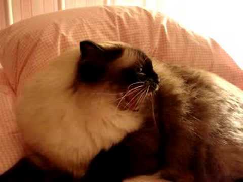 0 Caymus Videos
