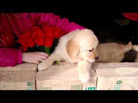 Callie - AKC Golden Retriever 14 English Cream
