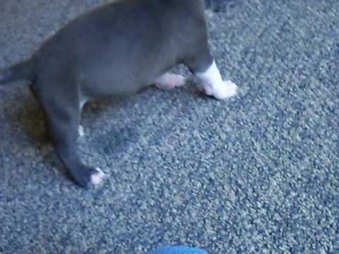 how to care for a 5 wk old puppy