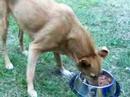 Roflhund