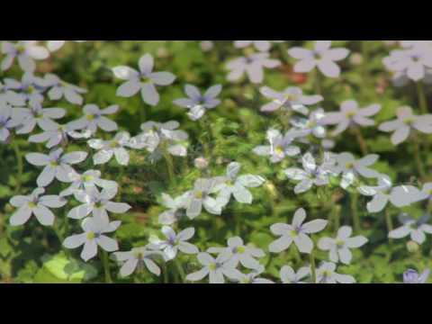Gardening Tips Video: Blue Star Creeper