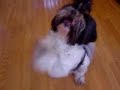 MItzi Begging For Cookies MItzi Begging For Cookies