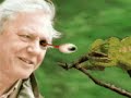 Video anschauen