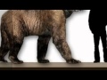 Scary Animals