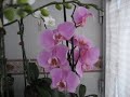 FLORECEN EN MARZO NO SE PORQUE
