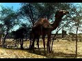 Oman 1985-86 Oman 1985-86
