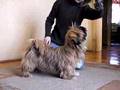 Lhasa Apao