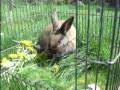 meh bunneh