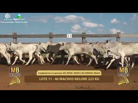 508� LEIL�O VIRTUAL MB LEIL�ES