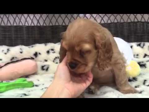 adorable buff cocker spaniel puppy