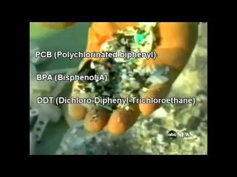 how to transplant mycelium