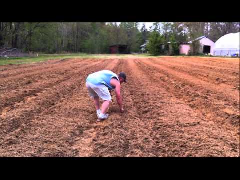 how to fertilize purple hull peas