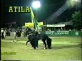 atila prototipo de trote