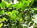 Finca Belen