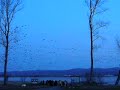 ??? (Miyajima Marsh)