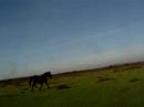 New Forest Bike Ride. Horse New Forest Bike Ride. Horse