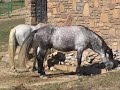 Sexo en la granja