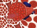 Muscular System, Sliding Filament Theory (1)