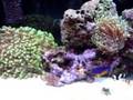 videos de 75 Gallon Reef Tank