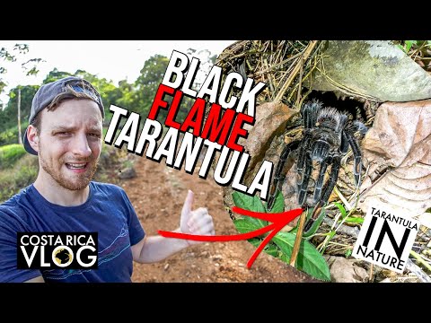 YouTube reptile video