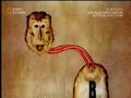 archive footage of monkey head transplant experiment