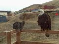 An eagle visits my cat