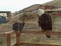 Yesterday an eagle decided to visit my cats on the porch.