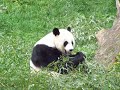 Giant Panda Chowing Down at Smithsonian National Zoo - CUTE!