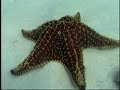 Grand Cayman Snorkeling & Stingray City Grand Cayman Snorkeling & Stingray City