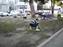 evan vs. evike - batspinning - july 4 2005