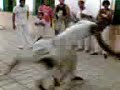 capoeira quilombo