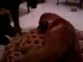 videos de Saphyre gets owned! :-D (reuploaded w\sound)