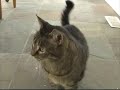 Help! Cat music video promoting spay/neuter